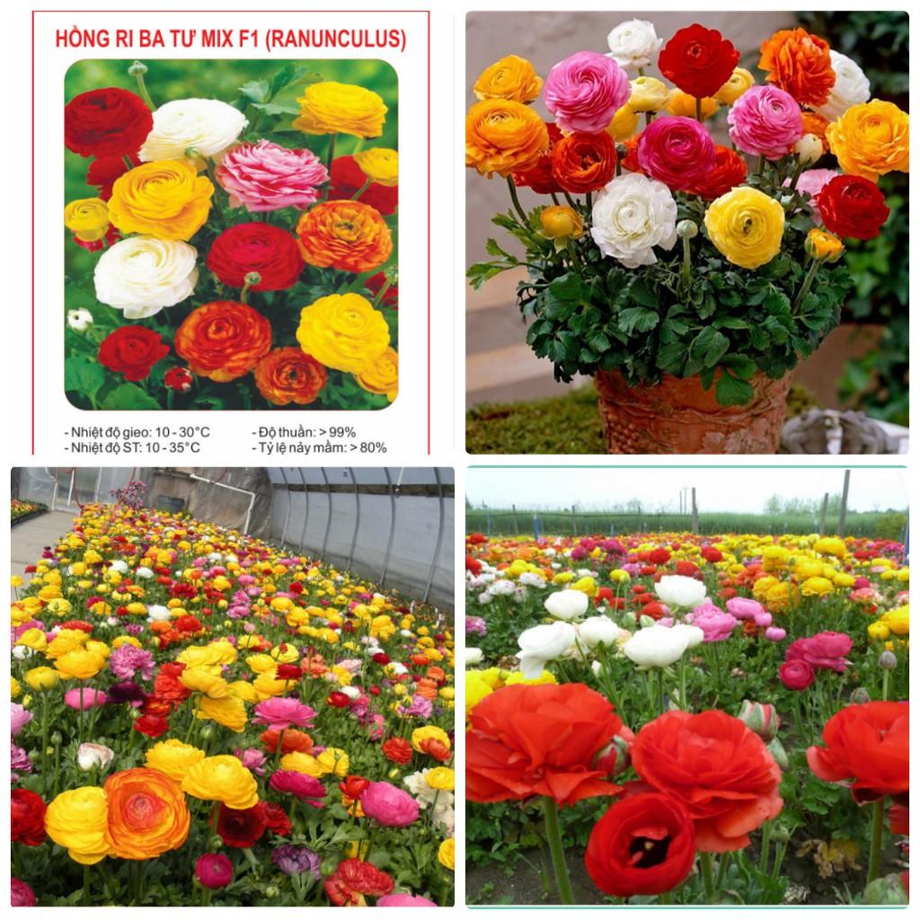 Hạt giống hoa Hồng Ri Ba Tư mix 5 hạt/gói