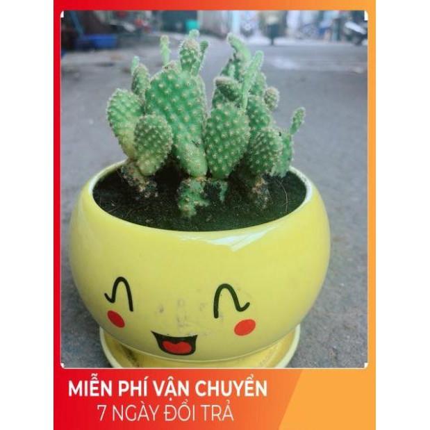 Chậu Xương Rồng Tai Thỏ
