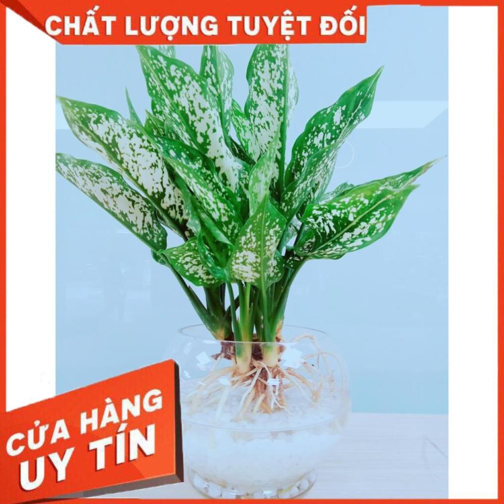 Cây Ngọc Ngân Thủy Sinh