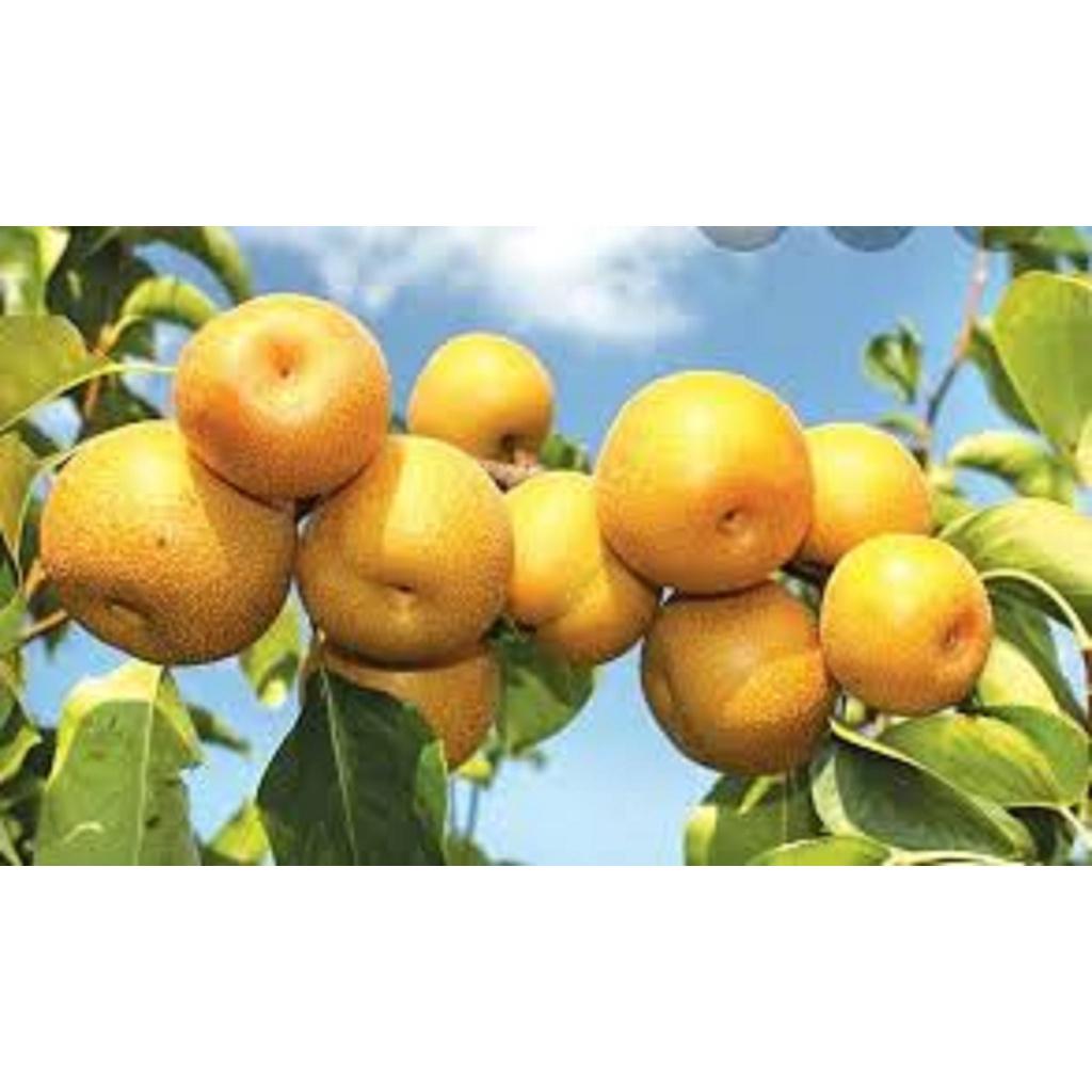 CÂY GIỐNG LÊ VÀNG quả to SIÊU TRÁI.