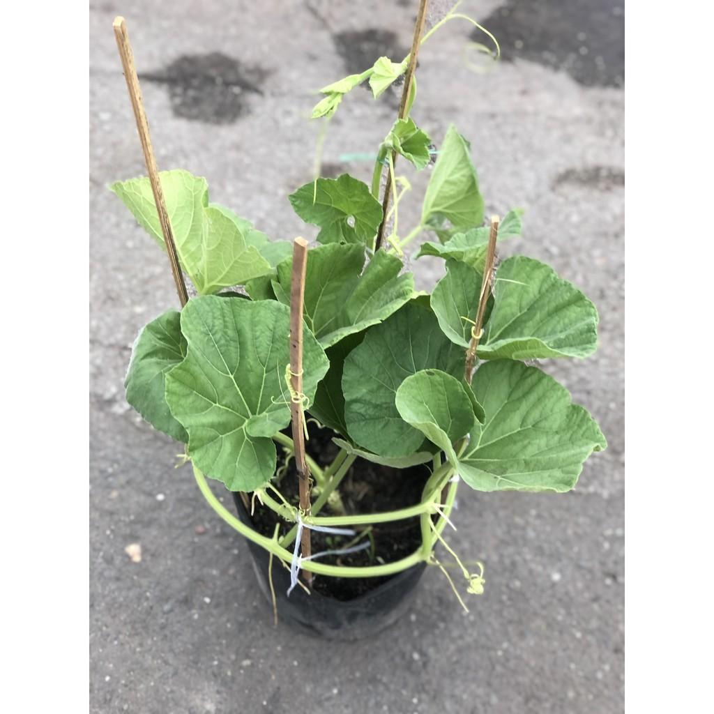 Chậu cây bầu sao chỉ giao TP.HCM