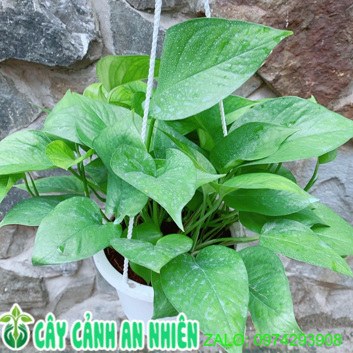 Chậu Trầu Bà Thái Xanh