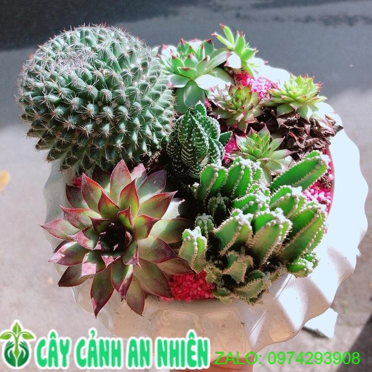Chậu Xương Rồng Tiểu Cảnh