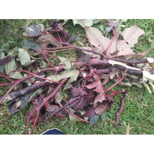 1kg lá thầu dầu tía tươi sạch - cây nhà trồng