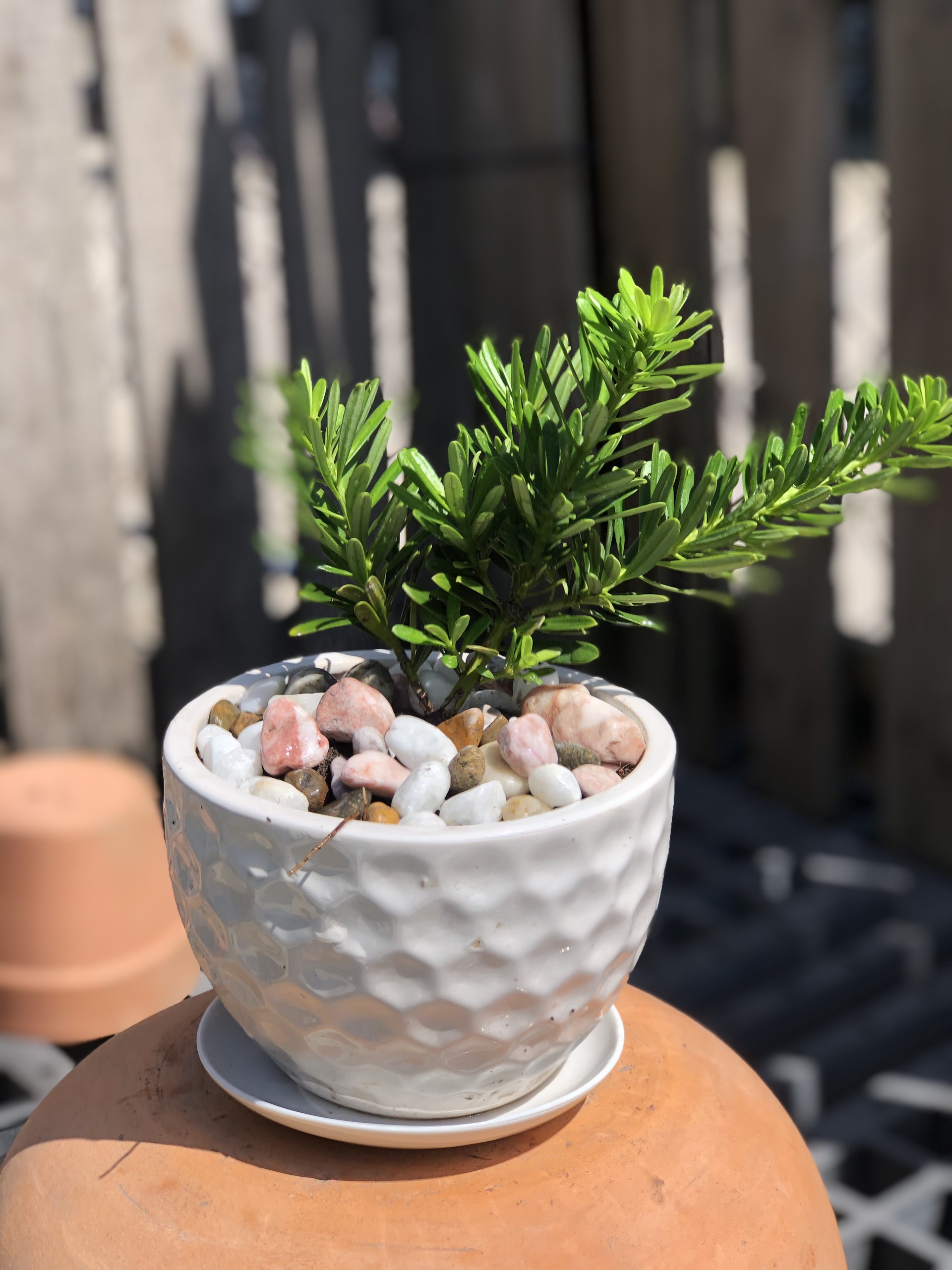 Chậu sứ tùng Kim Cương để bàn