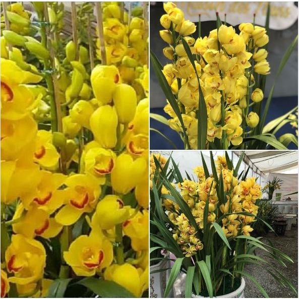 Bộ 2 Củ giống hoa địa lan santo màu vàng