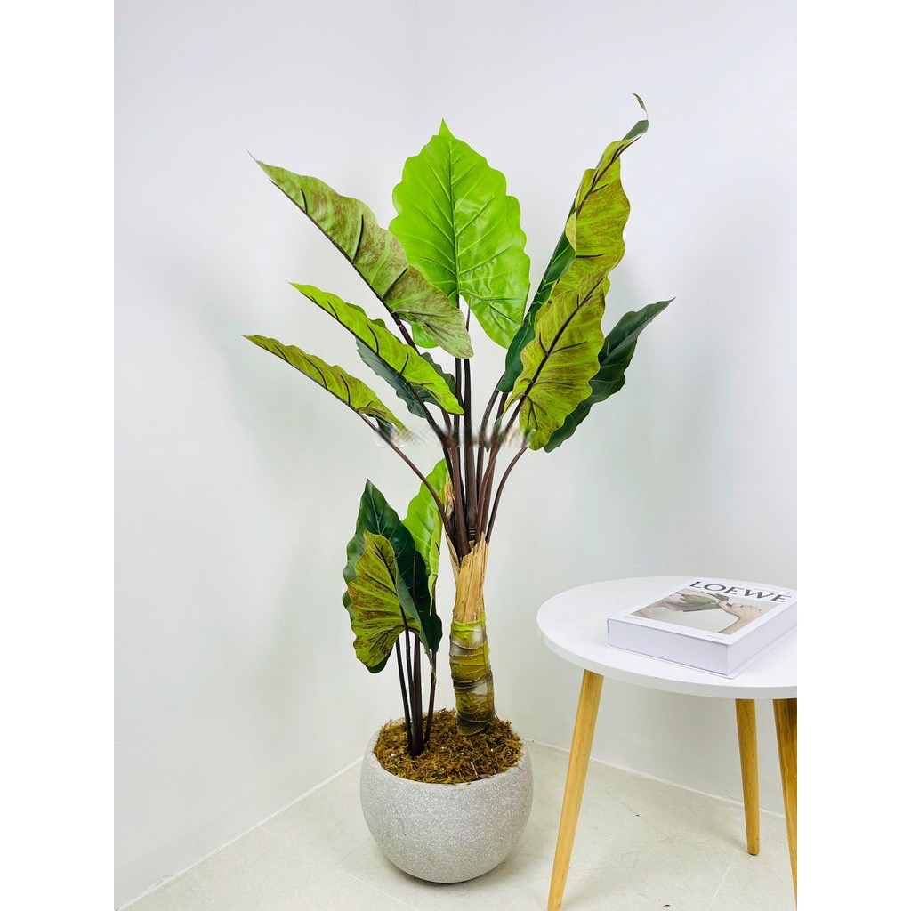 Cây khoai nước giả - Size 120cm đến 180cm - Cây giả, hoa lụa Decor trang trí nhà cửa