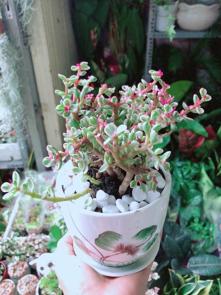 Chậu Cây Cành Vàng Lá Ngọc