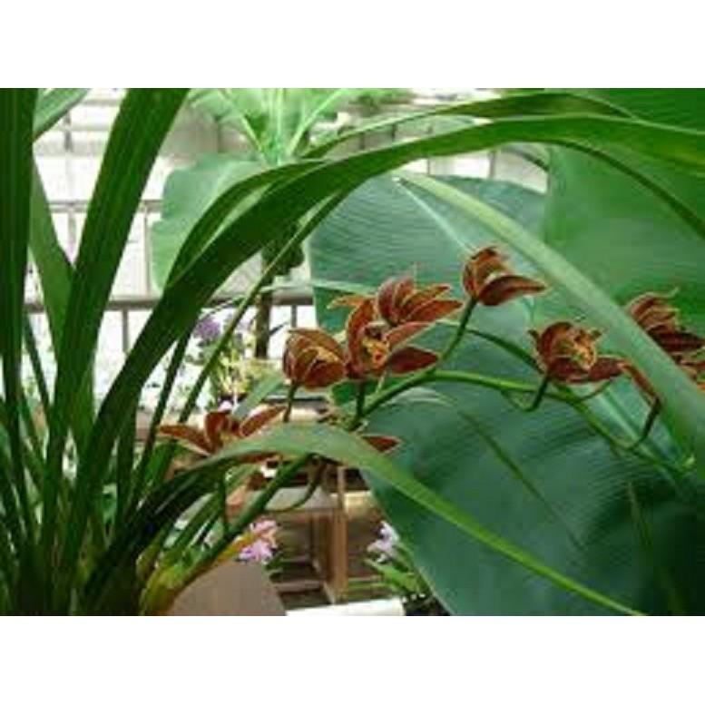 COMBO 3 THÂN ĐỊA lan kiếm hồng hoàng tây bắc, thân to, hoa đẹp, thơm lâu tàn, dễ sống