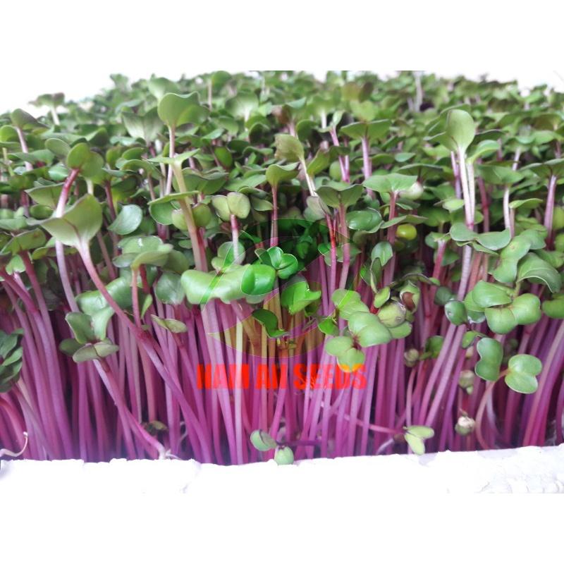 Hạt Giống Rau Mầm Củ Cải Đỏ Giòn Ngọt, Nhanh Thu Hoạch