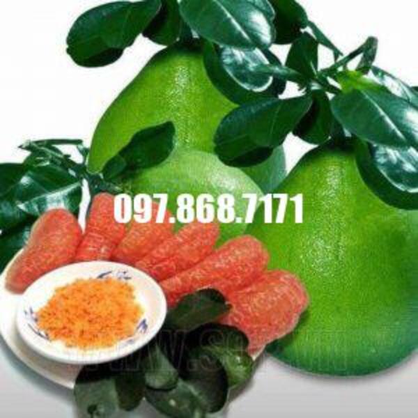 Bười Ruby Thái Lan