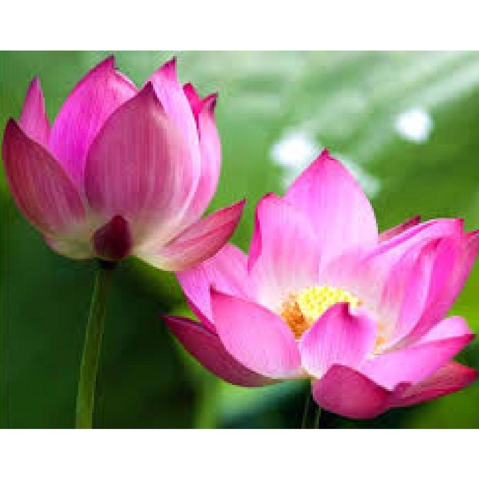 Hạt Giống Hoa Sen Ta Gói 10 hạt-tặng gói kích mầm