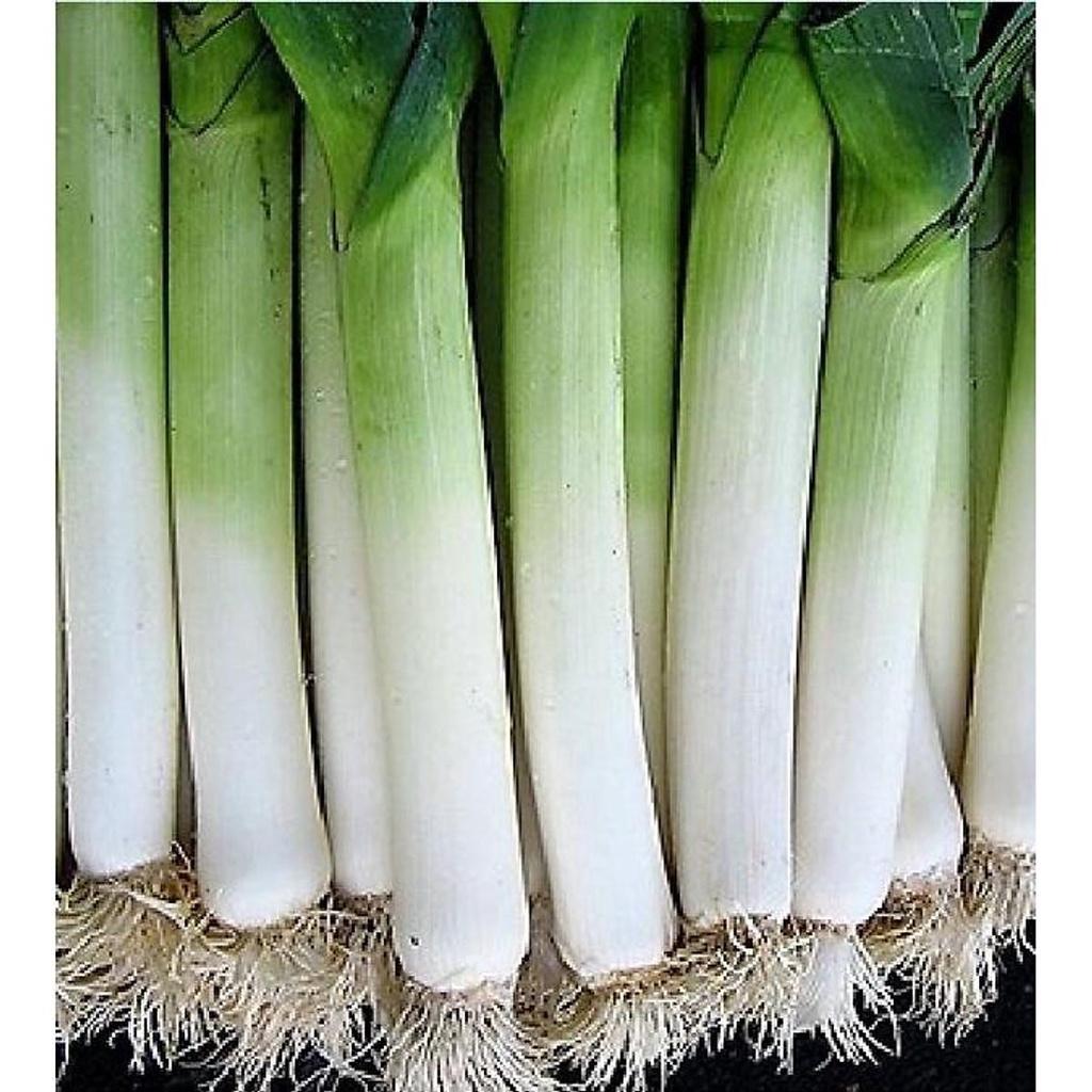 HẠT GIỐNG TỎI TÂY GÓI 1G -  NẢY MẦM CAO