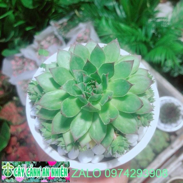 Phật Bà Xanh Kèm Chậu Sứ