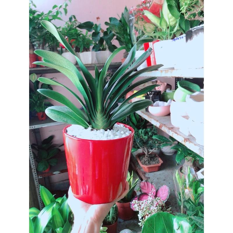 Chậu Cây Lan Quân Tử