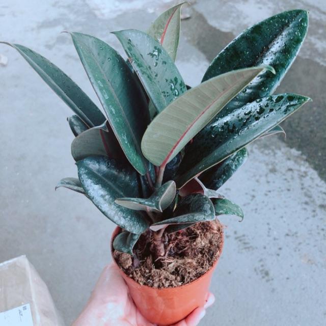 Chậu Búp Đá Đỏ