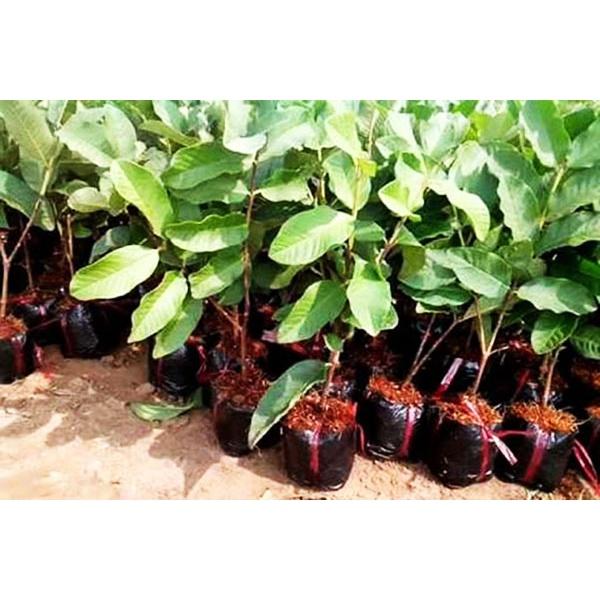 Cây giống ổi không hạt