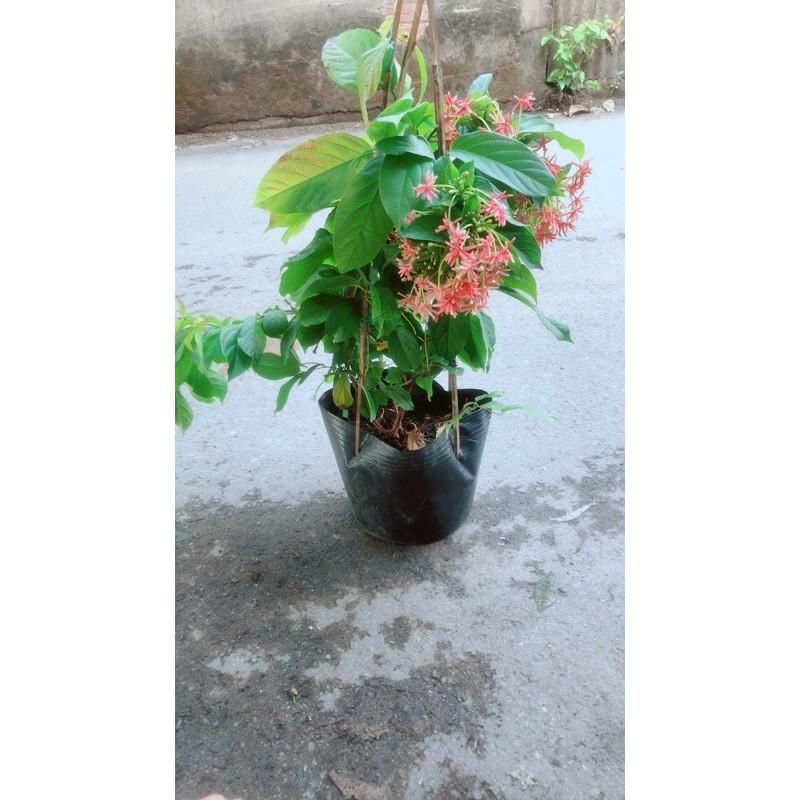 Dây Sử Quân Tử