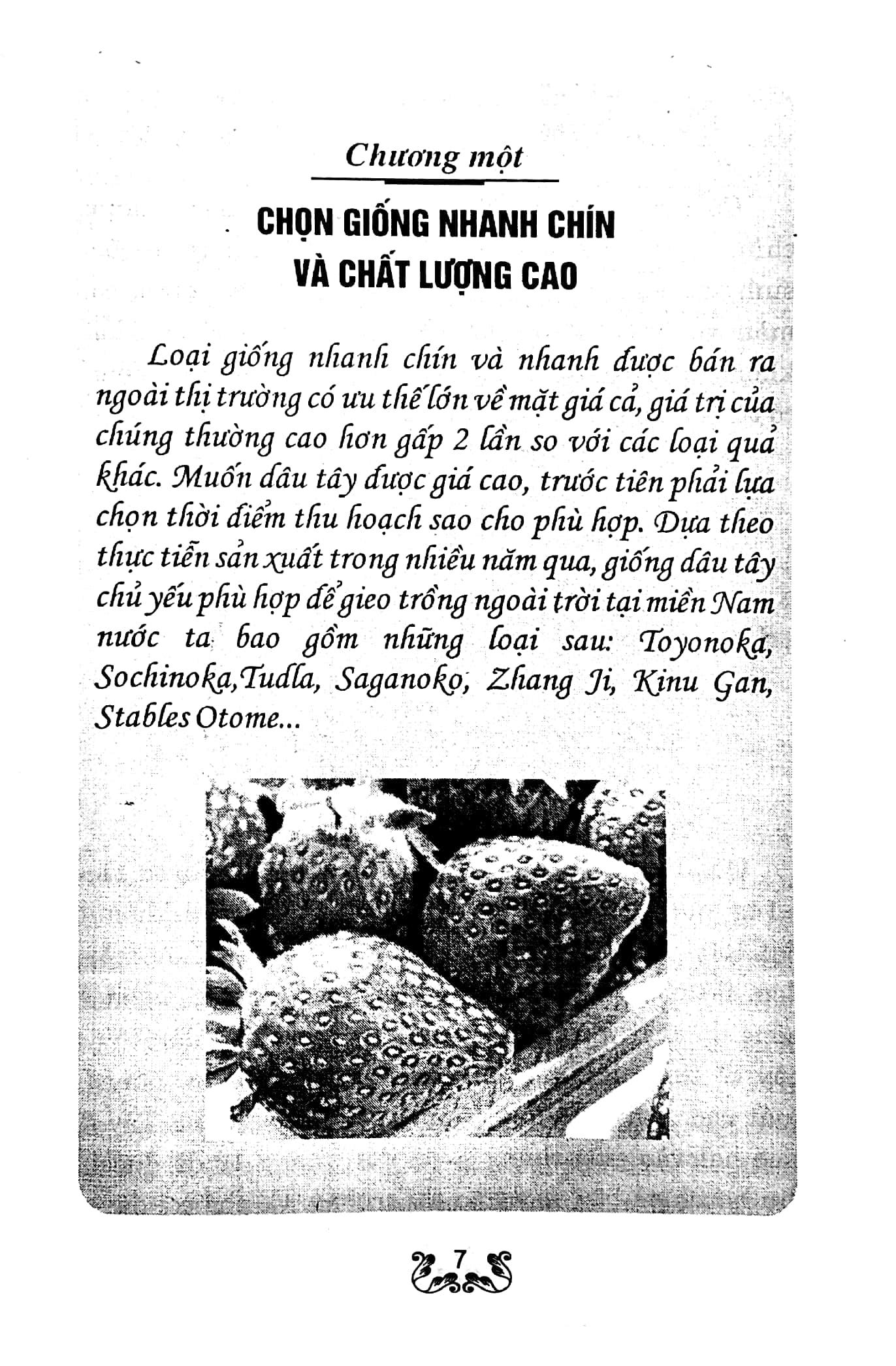 Kỹ Thuật Trồng Dâu Tây