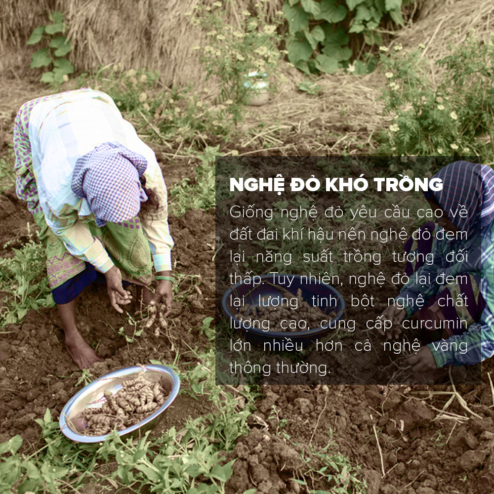 Bộ 2 Tinh Bột Nghệ Đỏ Toro Nguyên Chất 100% | 500GR/Hũ | TORO FARM