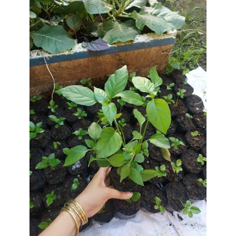 Cây rau bù ngót Nhật , rau ngót nhật - cây trong bầu, rễ mạnh