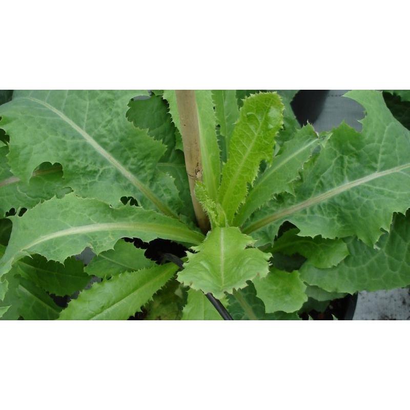 Cây rau xà lách hoang dã - cây to trong bầu đất