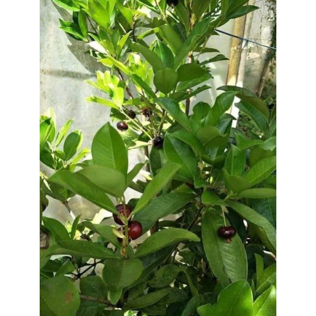 Sản phẩm CÂY GIỐNG CHERRY BRAZIL