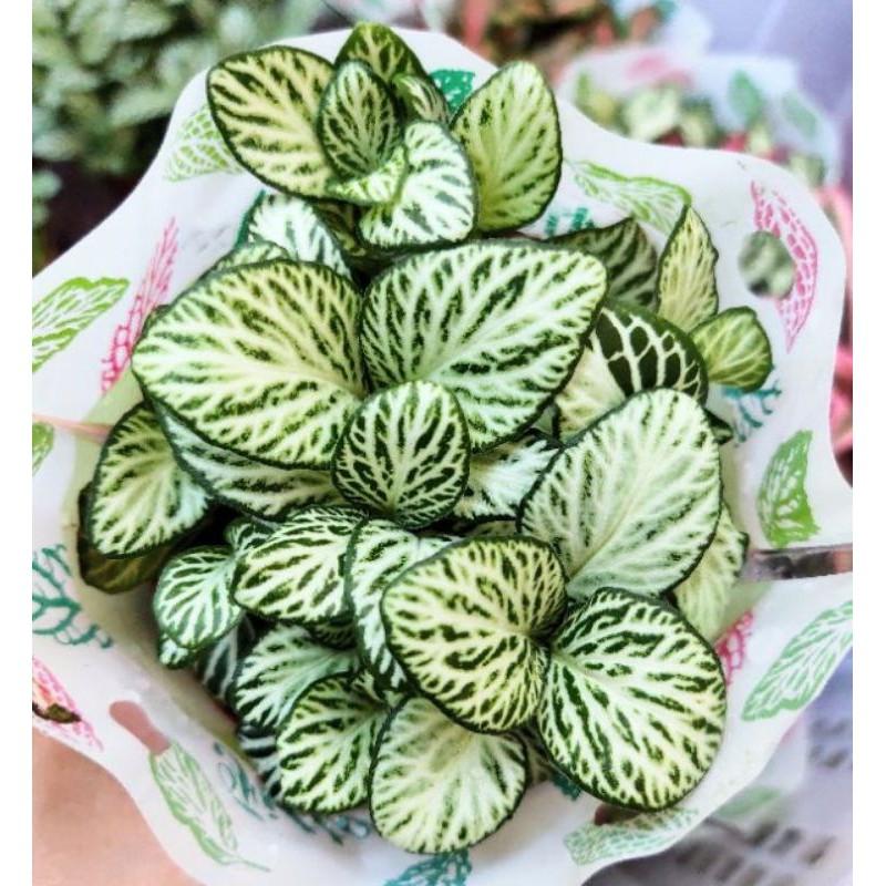 Combo chậu sứ trồng cây, sen đá, xương rồng khách chọn