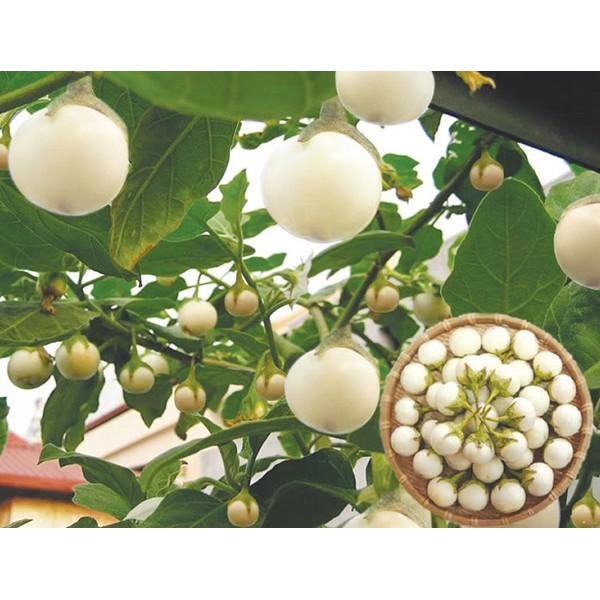 Hạt giống Cà pháo trắng trái nhỏ F1- Cà muối - gói 25hạt