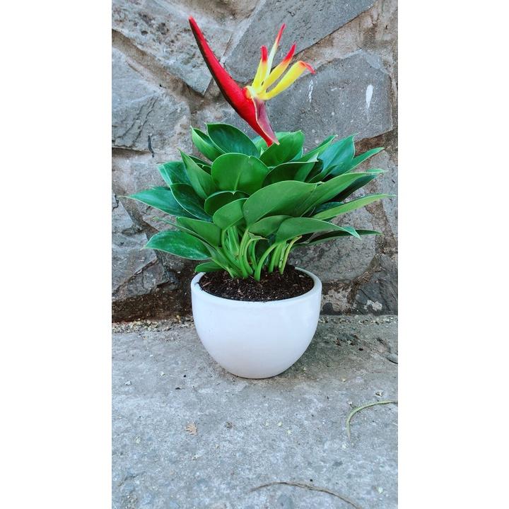 Chậu Cây Trầu Bà Đế Vương Xanh