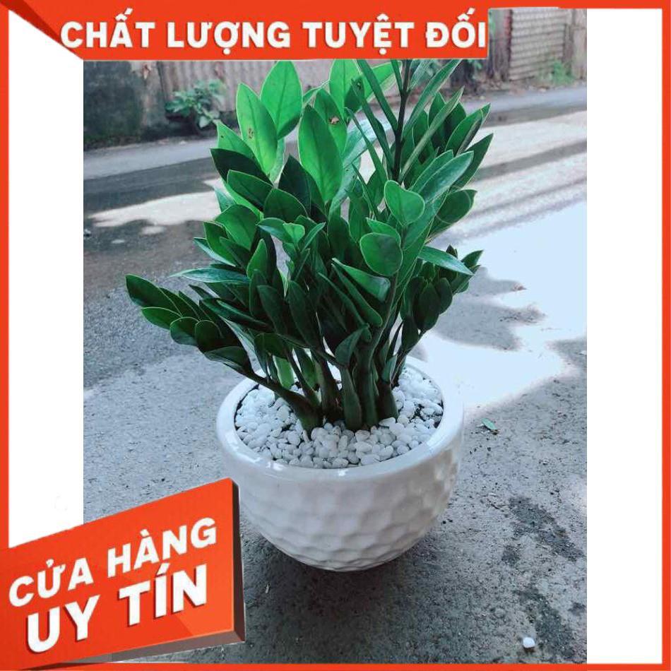 Chậu Kim Tiền Nhiều Người Mua