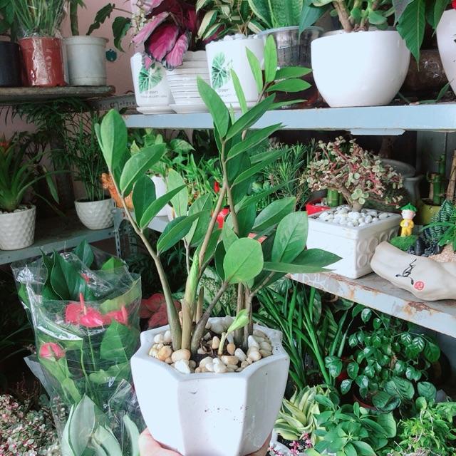 Chậu Cây Kim Tiền Thái