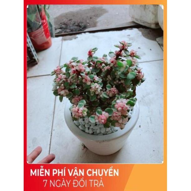 Chậu Sen Đô La