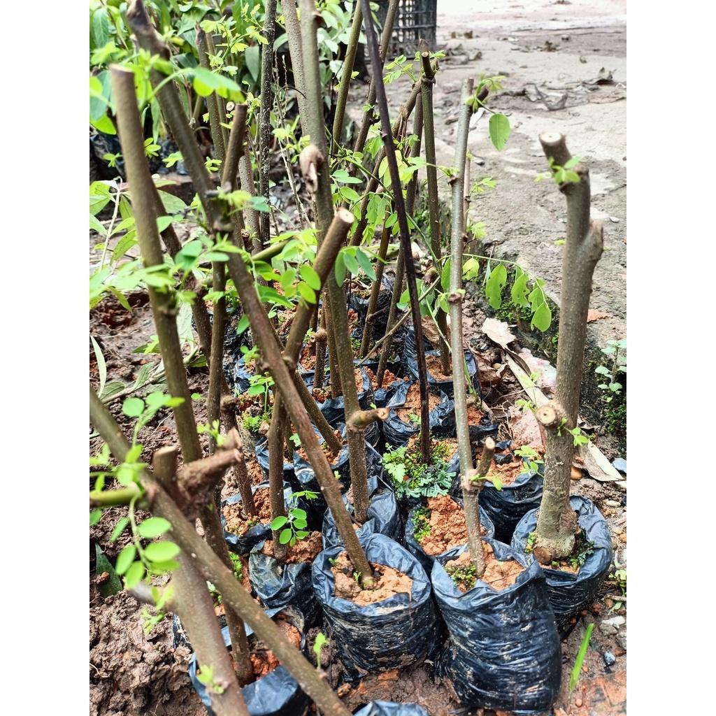 Combo 2 cây giống phèn đen