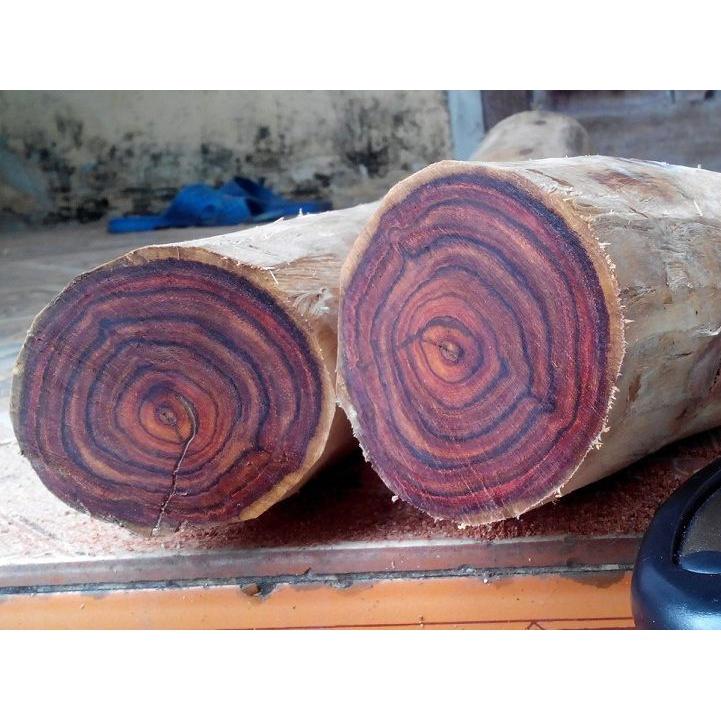 Cây giống sưa đỏ - cây giống cao trên 1m