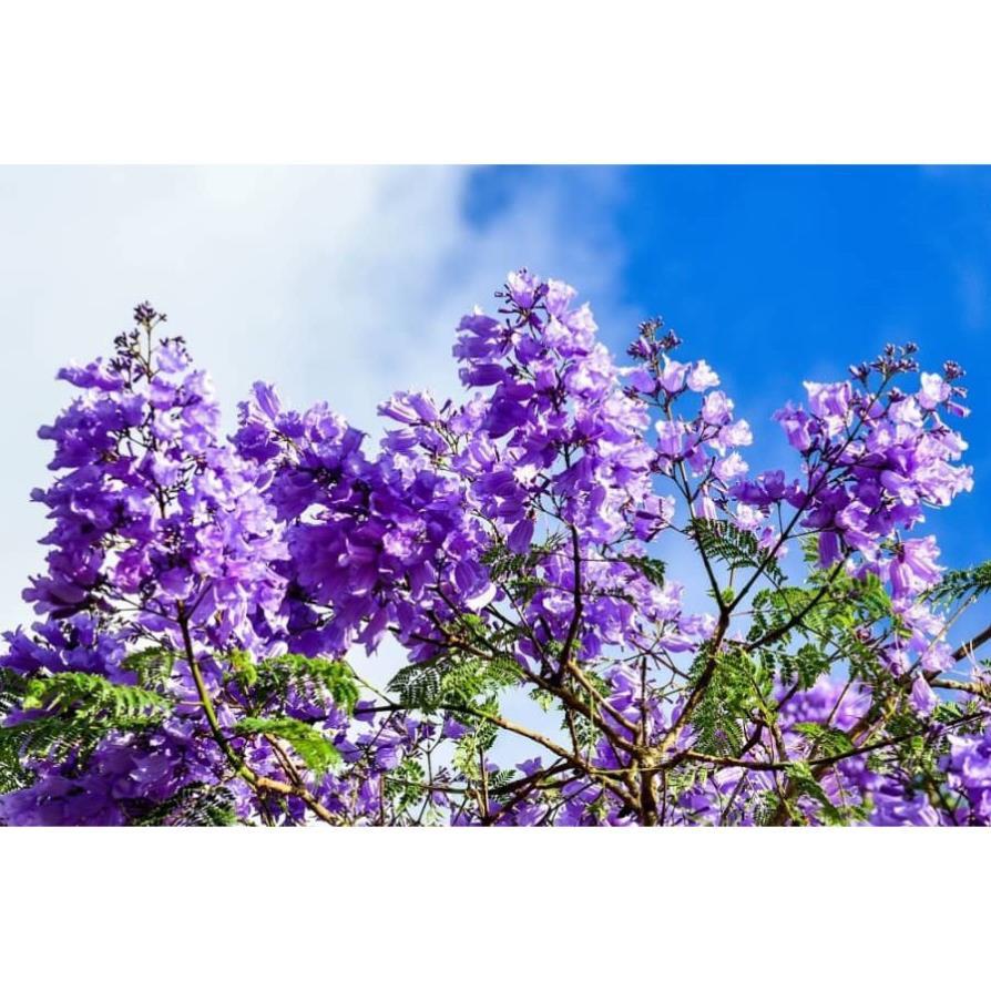 Hoa phượng tím chùm ớt đà lạt- hàng gửi đi nguyên bầu giống + Tặng 01 cây dâu da đất