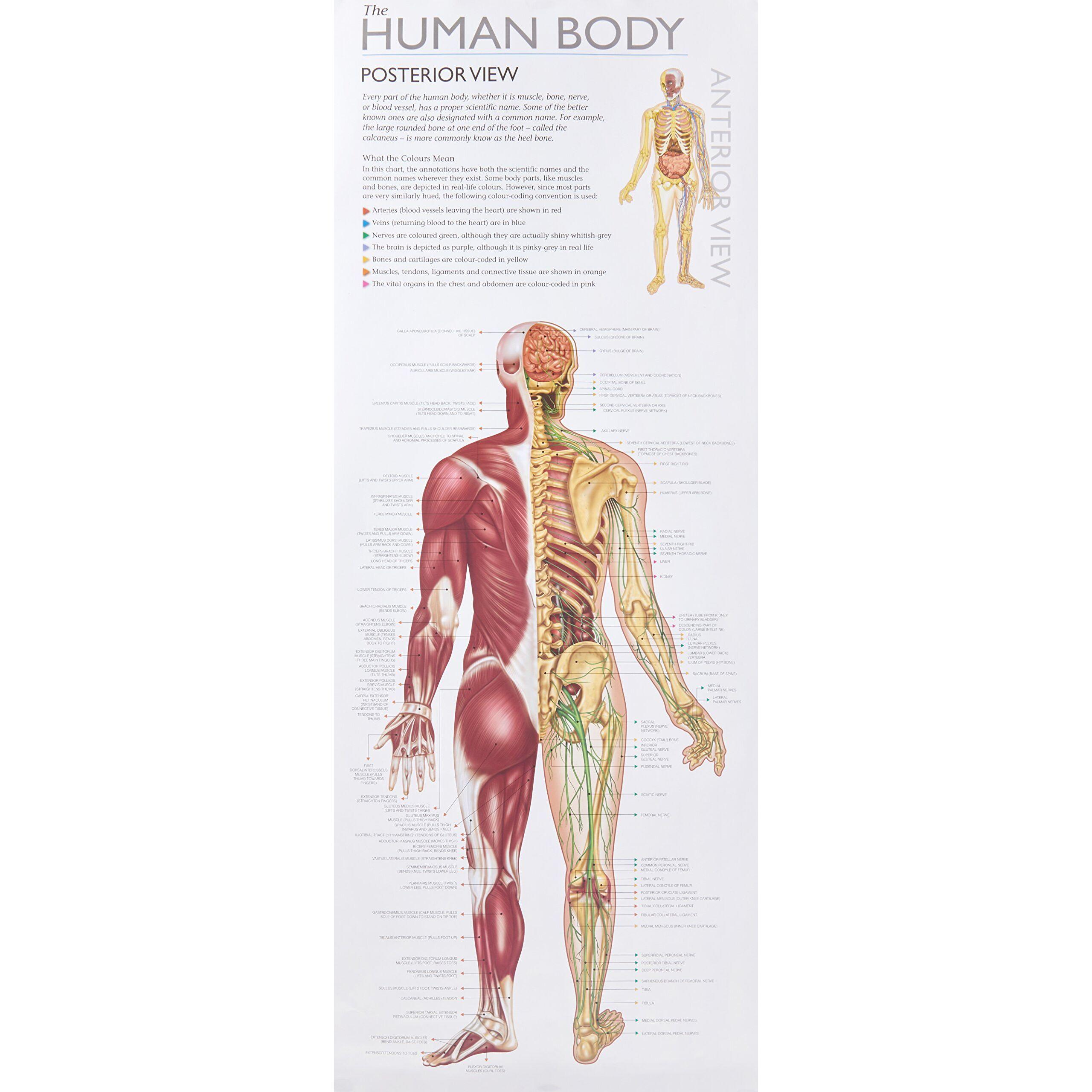 Wonders Of Learning Educational Wall Chart: Discover The Human Body