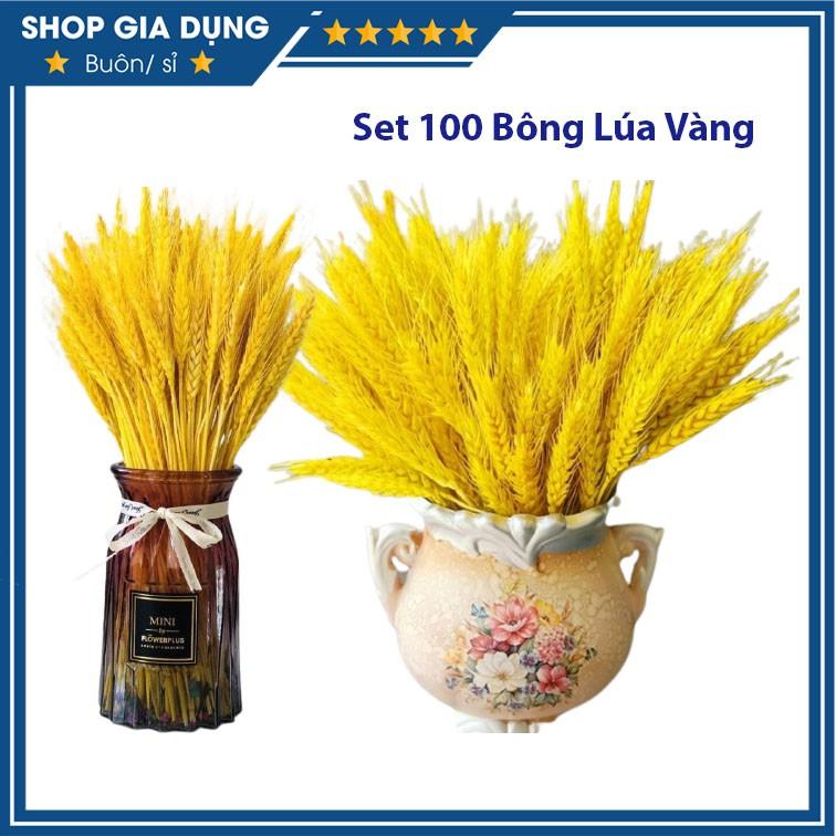 Set 100 Bông Lúa Mạch Vàng Decor Trang Trí Nhà Cửa Siêu Đẹp