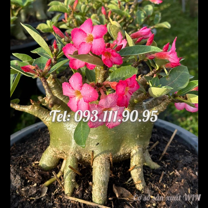 Bịch 10 hạt giống hoa sứ kim tự tháp Thái Lan kỳ duyên hồng – Mã số 1323