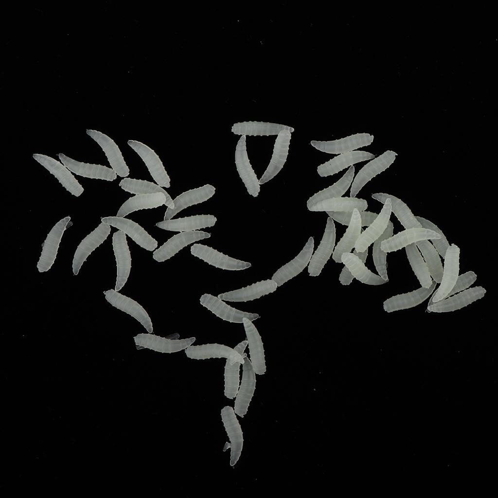 100 Pieces 16mm Glow Maggot Fishing Lures Soft Silicone Worm Cream Bait