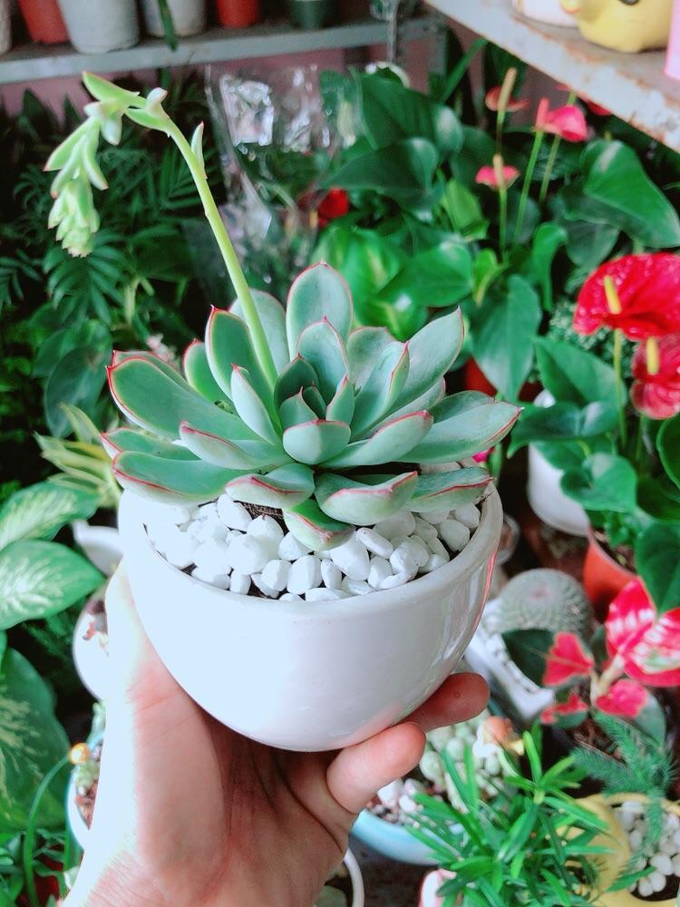 Chậu Sen Đá Viền Hồng