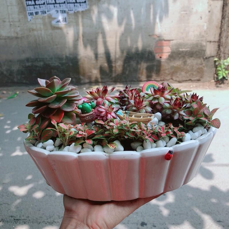 Chậu Sen Đá Tiểu Cảnh