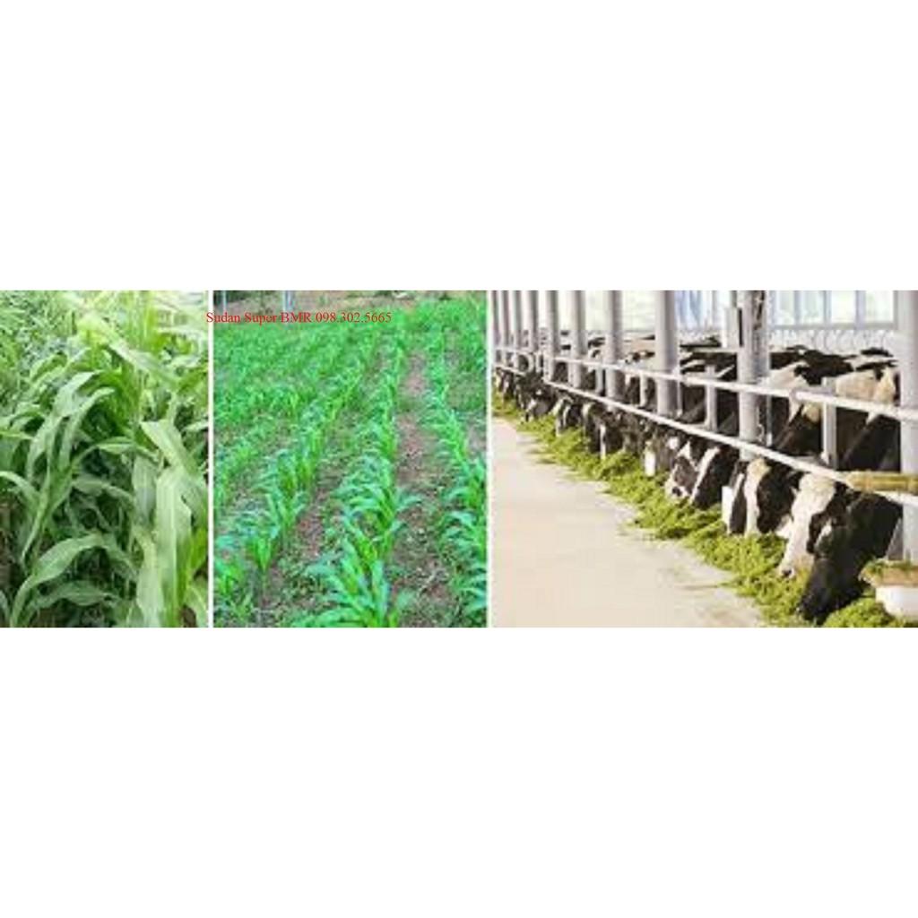 Hạt giống cỏ cao lương SUDAN SUPER BMR 1kg - cỏ chăn nuôi năng suất, dinh dưỡng cao