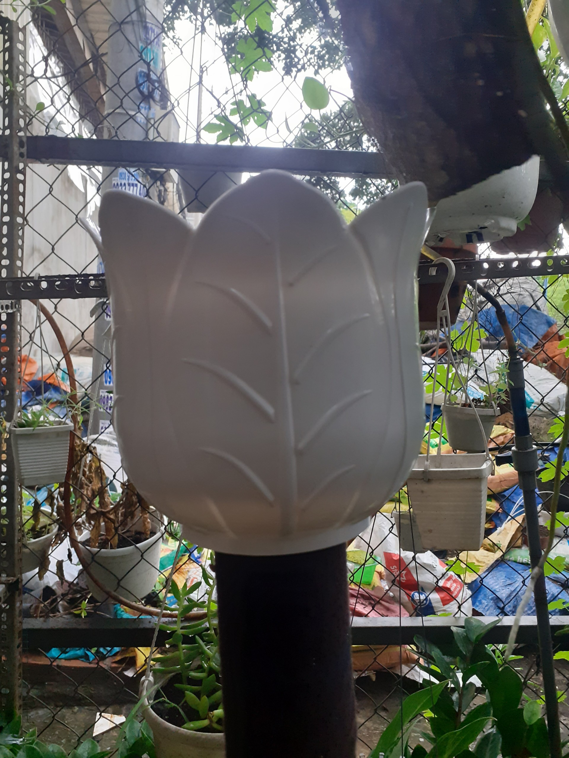 Chậu nhựa trồng cây hình bắp cải dễ thương.