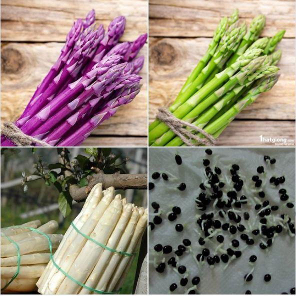 COMBO 3 loại măng tây - Kèm gói kích hạt nảy mầm