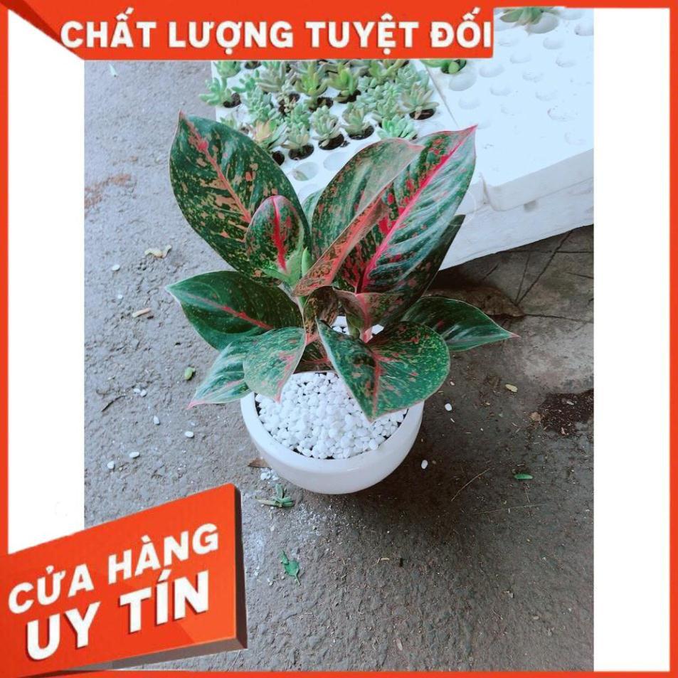 Chậu cây như ý Nhiều Người Mua