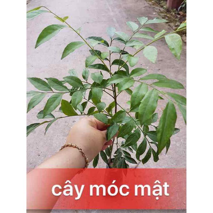 Cây móc mật giống (ảnh thật) - cây gia vị và cây dược liệu