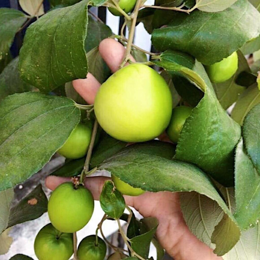 CÂY GIỐNG TÁO THÁI LAN .