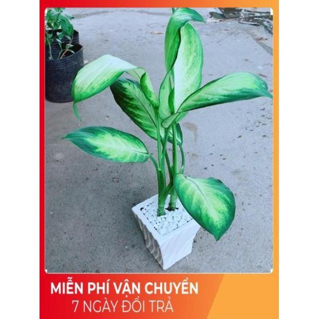 Chậu Vạn Niên Thanh