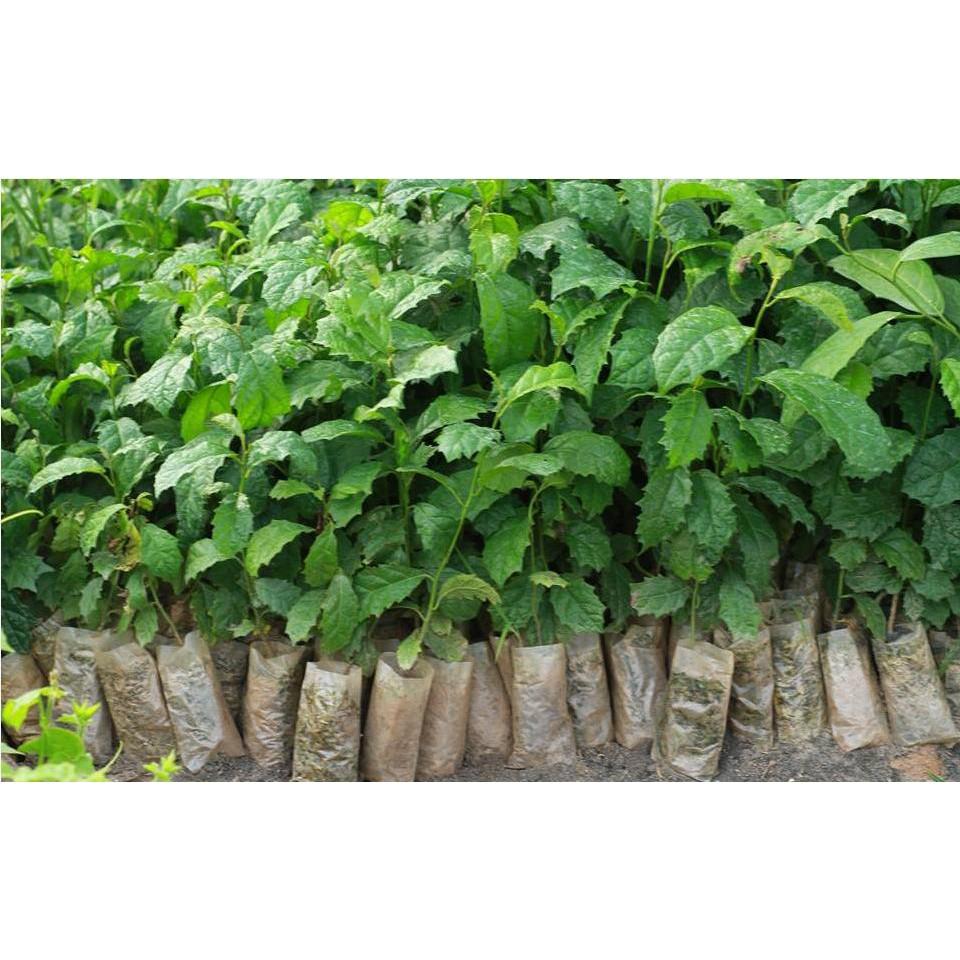COMBO 5 CÂY GIỐNG XẠ ĐEN 70K